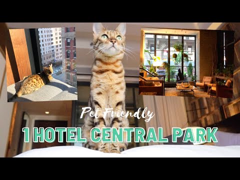 Video: Povodnik Zdravstvene Policije N.Y. Poznati Hotel Cat