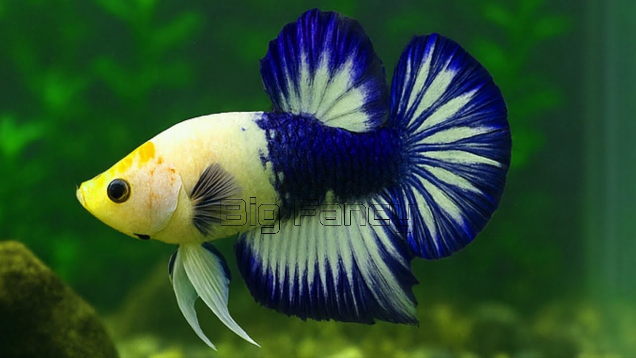 Rare Betta Fish Color Combos You've Never Seen! | Stunning Betta Breeding Showcase