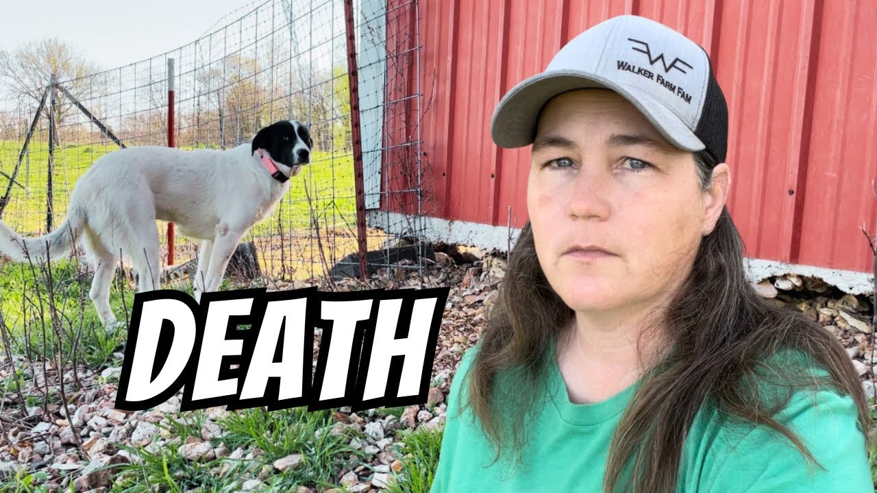 Predators Killed A Predator Killed One of My Favorite Animals - YouTube