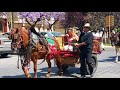 Trobada de carros i cavalls a la Ràpita.