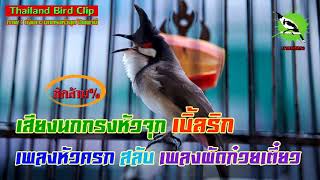 เสียงนกกรงหัวจุก เบิ้ลริก เพลงหัวครก สลับ เพลงผัดก๋วยเตี๋ยว (Thailand Bird Clip) Chào Mào Thái Lan