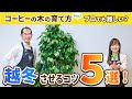 【重要】コーヒーの木の育て方について解説します!Part2 越冬がポイント!