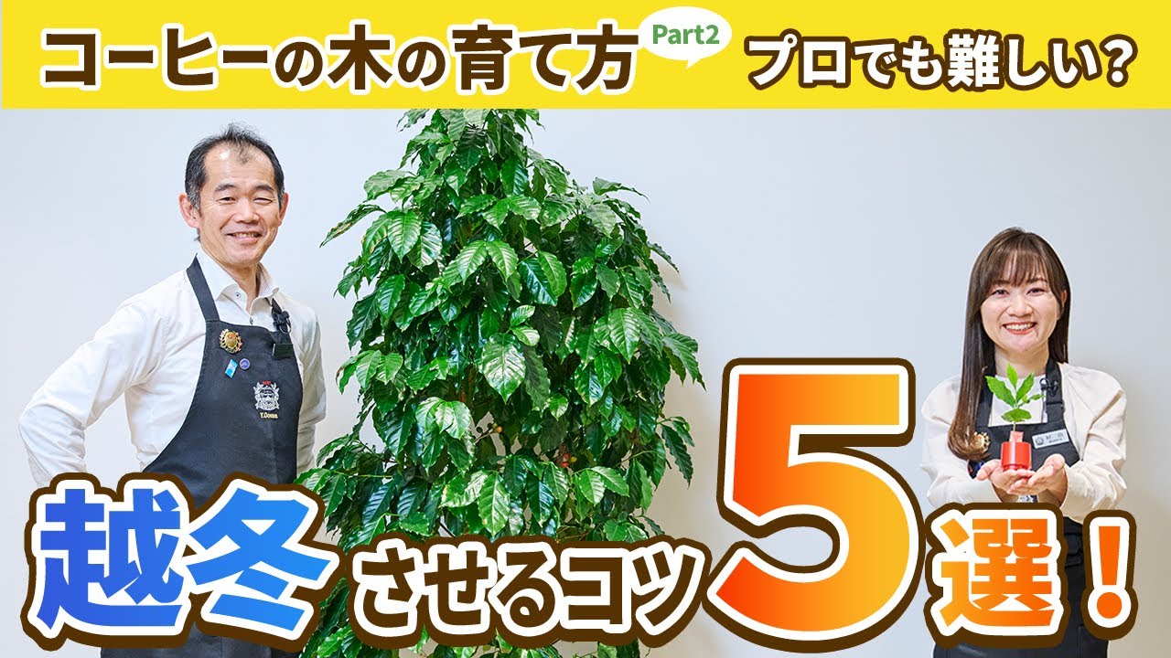 Important] How to Grow a Coffee Tree: Part 2 – The Key is