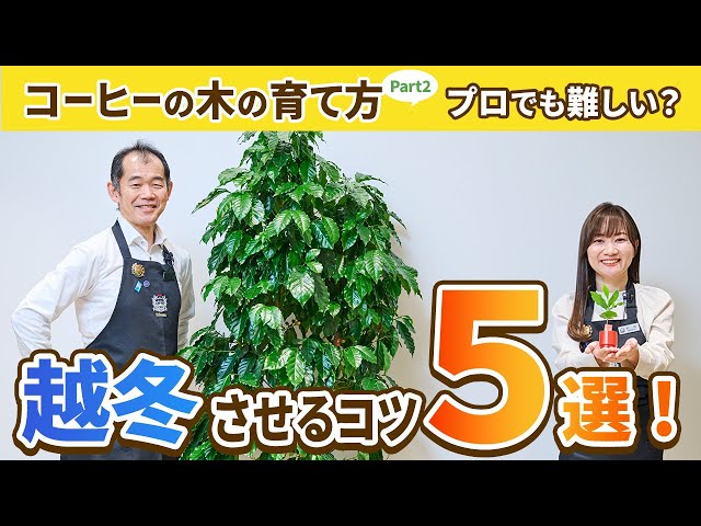 Important] How to Grow a Coffee Tree: Part 2 – The Key is