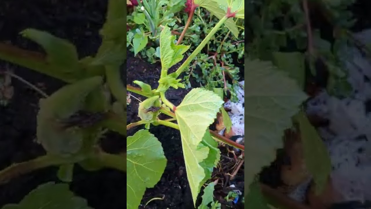 okra update