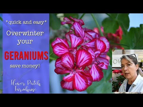 Geraniums: overwinter them - quick & easy