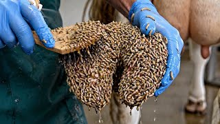 Extreme Hoof Infection Cleanup | Full Maggots Removal Satisfying Video 😱🐄