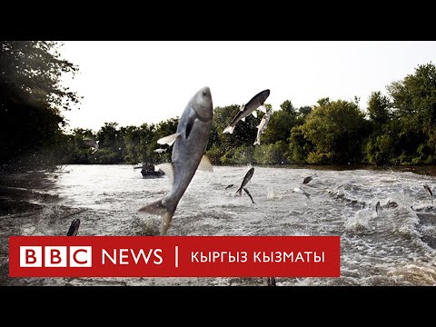 Video: Желли балыктарды ким жейт?