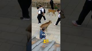 กวางที่หิวโหย ก้มขออาหารผู้คน