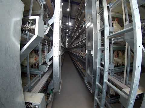 Pullet Rearing System Avian Mechanics Pullet Rearing System - YouTube