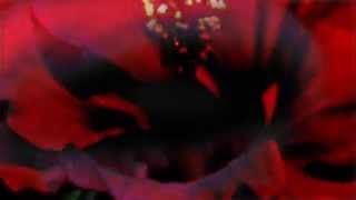 A-bee / bit   from New Mix CD "Sound Tronica（サウンドトロニカ)"