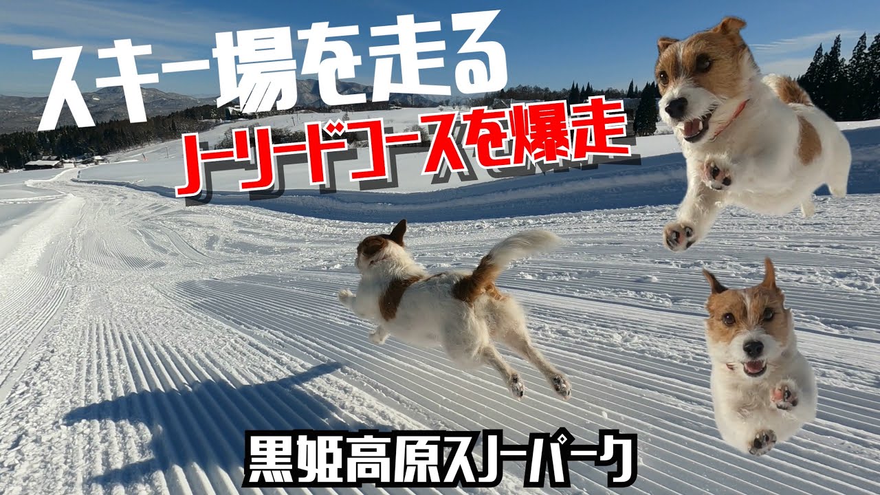 犬と一緒にスキー　黒姫高原スノーパーク　ノーリードコースを爆走 2024-2025シーズン / skiing with dogs Jack russell terrier ジャックラッセルテリア
