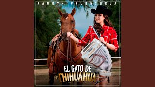 El Gato de Chihuahua