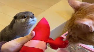 カワウソさくら ぬいぐるみにどハマりする猫にドン引きするカワウソ Otter worried about cat who like stuffed animals