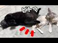 子猫のおちりに…幸せすぎる黒猫くん♡