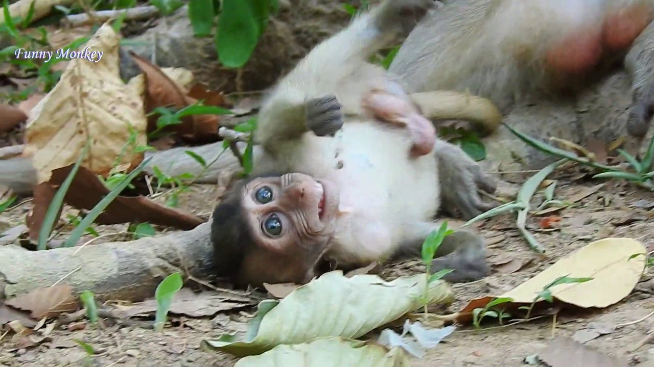 Not smile 😒 Dakota much scare of hurt, Quinton come & play with Dakota