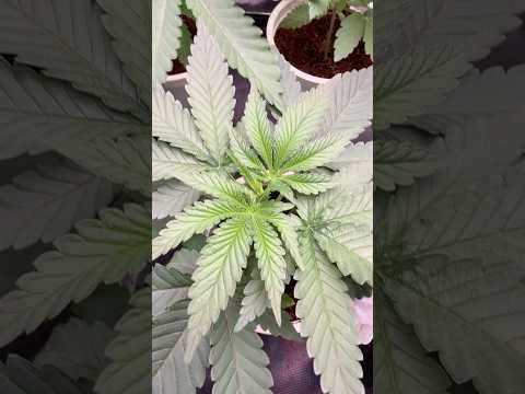 Next photoperiod round mixed strain x 8 🌱
