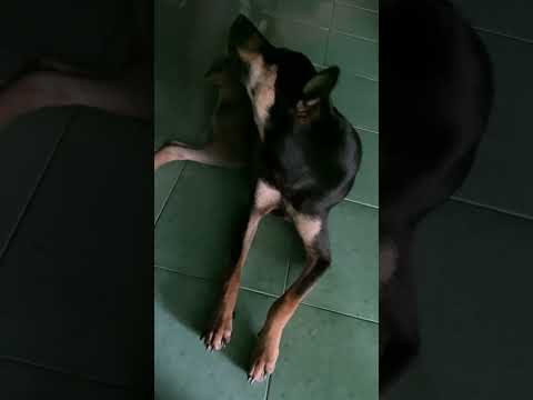 Gãi Ngữa đã Hé Shorts Dog Dogs