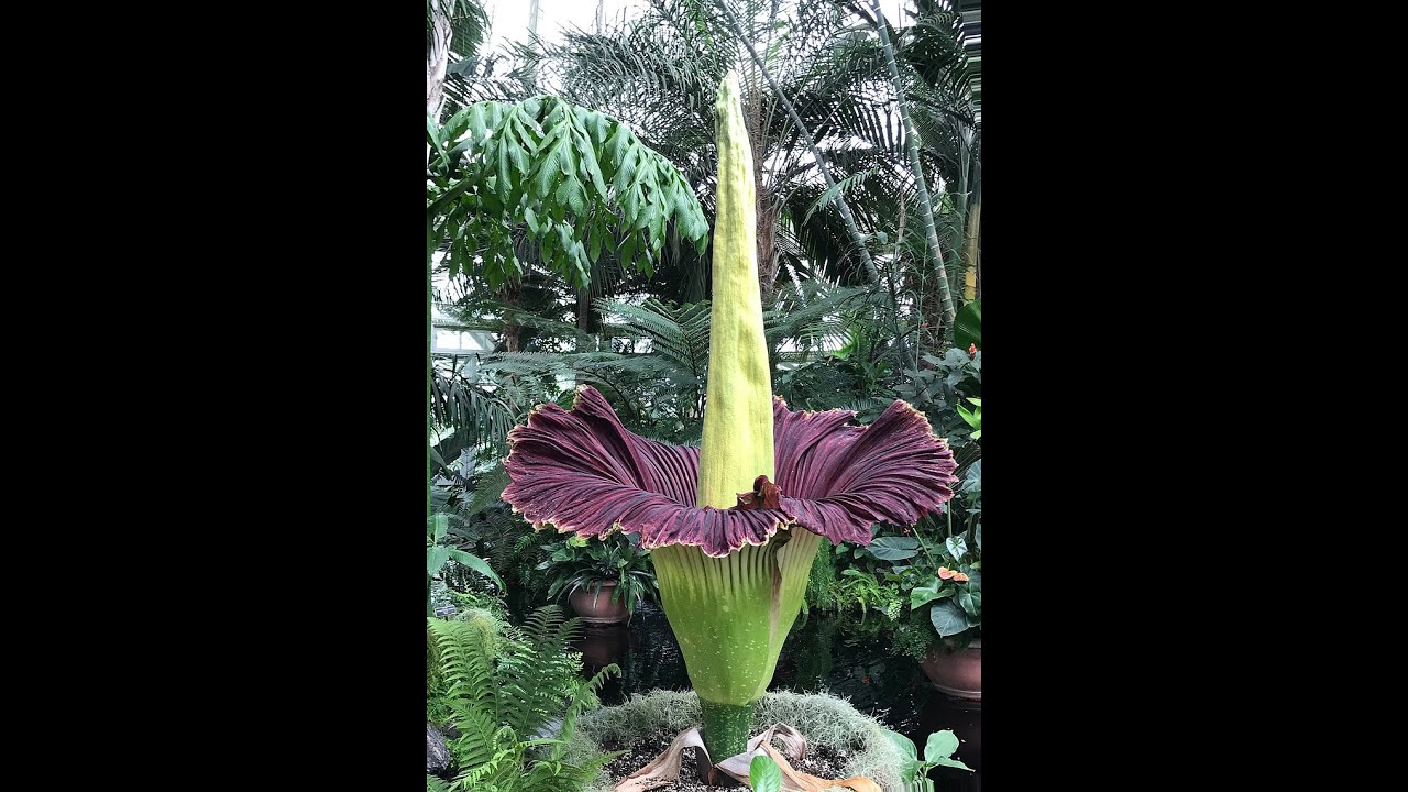 HMNS Corpse Flower Live Feed YouTube
