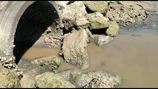 Vertidos de aguas residuales en El Puerto