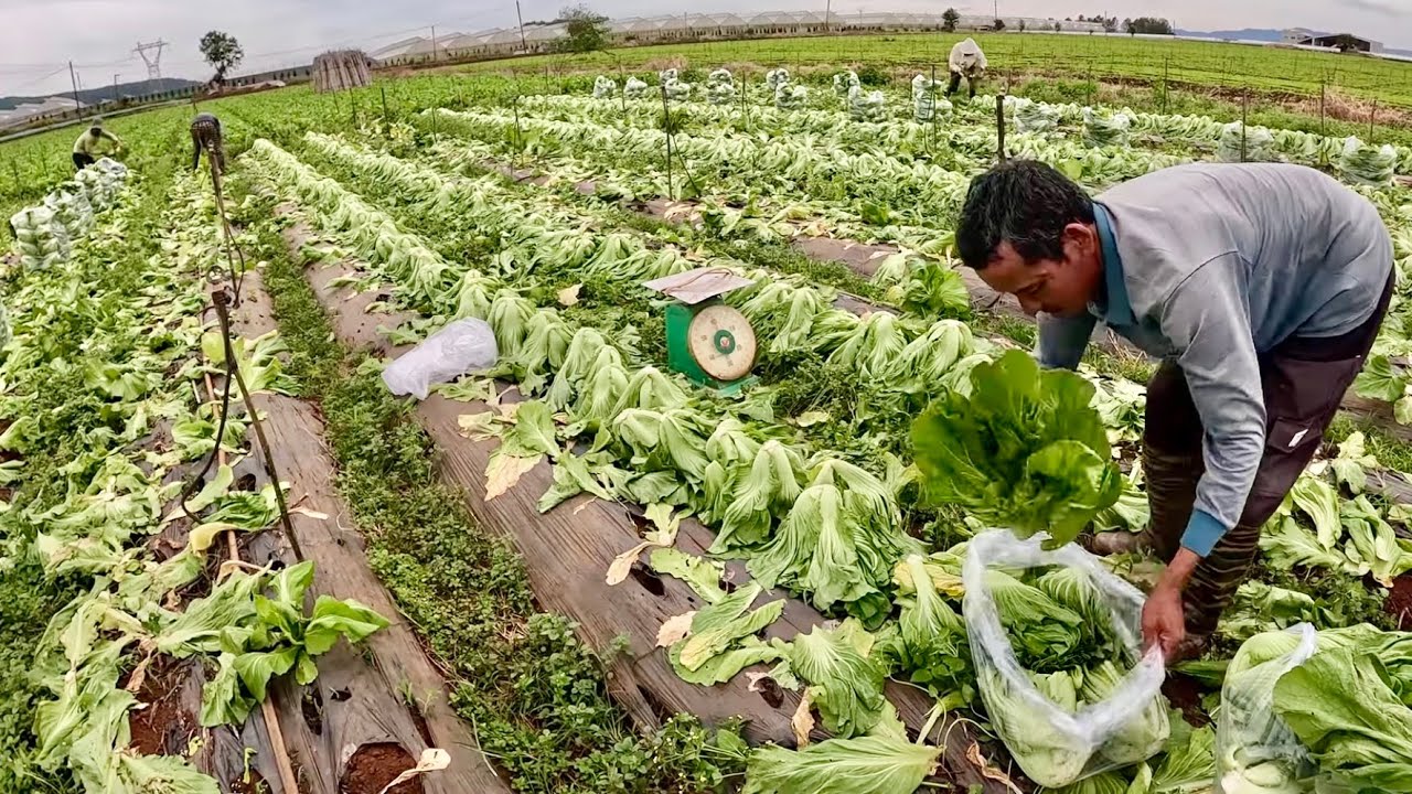 Цены на камыш стремительно растут: обычные овощи внезапно становятся «предметами роскоши».