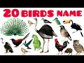20 Birds Name Hindi English🦅🦆🦚 | पक्षियों के नाम हिंदी और इंग्लिश में + Real Sound | Big Bee Balloon