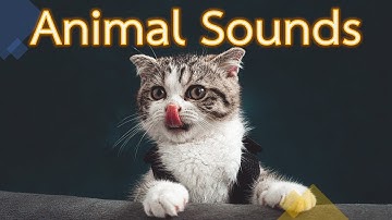 Animal Sounds for Children (20 Amazing Animals)