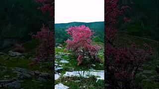 tog manzarasi #backgroundmusic #beats #beauty #rekuzb #nature #priroda