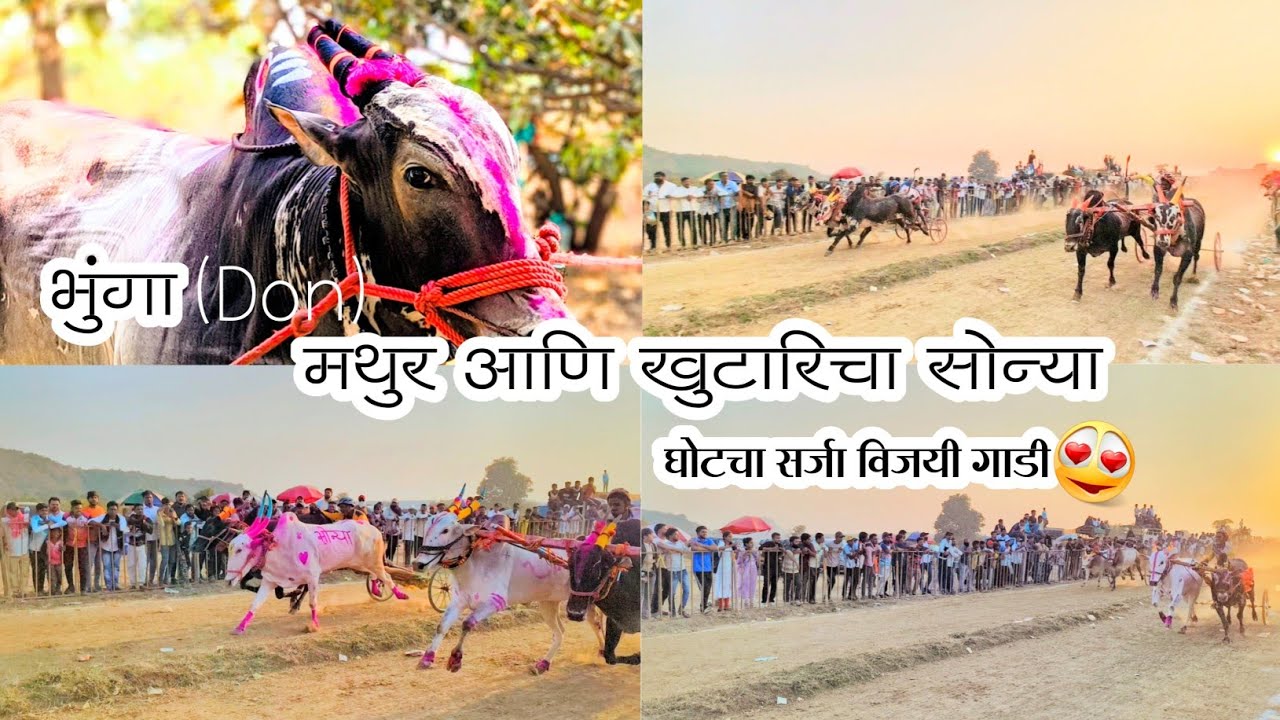 भुंगा (Don) भेटला l मथुर आणि खुटारीचा सोन्या यांची गाडी हरली l🥺 l घोटचा सर्जा विजयी गाडी 🔥l 