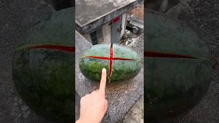 Experiment: Will cantaloupe and watermelon explode when rolled down from a tall building #shorts