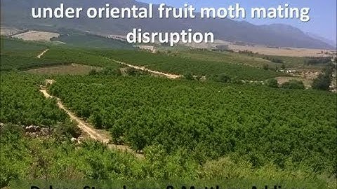 30 Control of false codling moth, Thaumatotibia leucotreta, on stone fruit with mating disruption  D