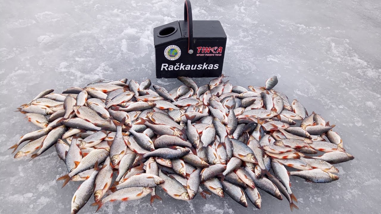 Čiudo čiūdai ! ( 1 DALIS )