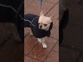 An incredibly beautiful #Chihuahua on the #street. Be careful!