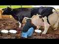 World's Highest 👍 Milking Holstein Friesian Cow 100 Kg Milk Day Record