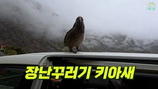 Episode 17 Milford Sound naughty Kia Bird