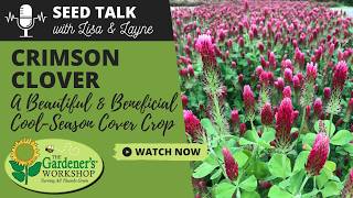 Seed Talk #148 - Crimson Clover - A Beautiful & Beneficial Cool-Season Cover Crop