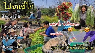 EP.513 Picking vegetables in the garden together. plant the radish, coriander, and kale.