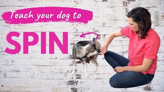 How to teach your dog to spin in a circle