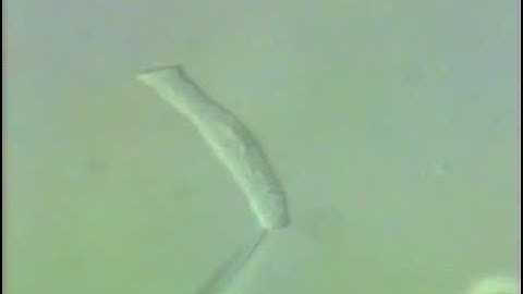 outer hair cell rock around the clock.mpg