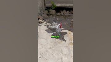 Counter-Strike 2 Easter Egg