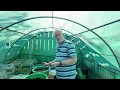 Parsnips to sow now