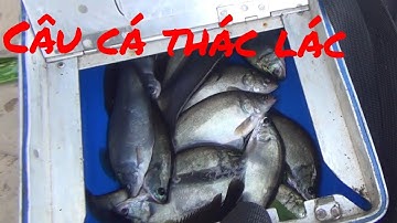 Câu Cá Thác Lác (Tập 33)/Gò Công TV