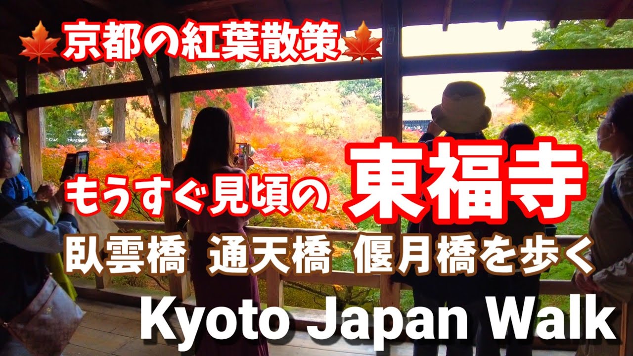 11/13(日)京都の紅葉散策🍁東福寺もみじの三名橋を歩く/Kyoto Japan walk!