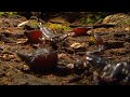 Enfrentamiento entre dos escorpiones caníbales | NATIONAL GEOGRAPHIC ESPAÑA