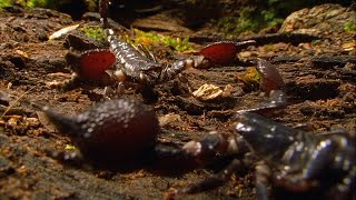 Enfrentamiento entre dos escorpiones caníbales | NATIONAL GEOGRAPHIC ESPAÑA