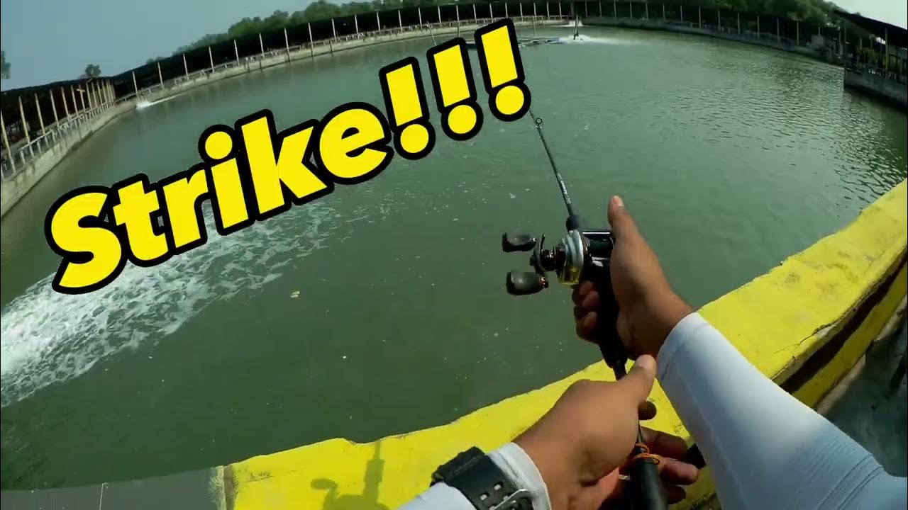 Kolam 3 Shafiq, Sea Lion. Ketuks padu. - YouTube