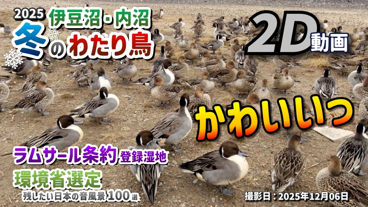 【2D動画 / 2D Video】2025 伊豆沼・内沼 冬のわたり鳥 － ラムサール条約 登録湿地、残したい日本の音風景100選 －【宮城県 栗原市/登米市 2025年12月06日】