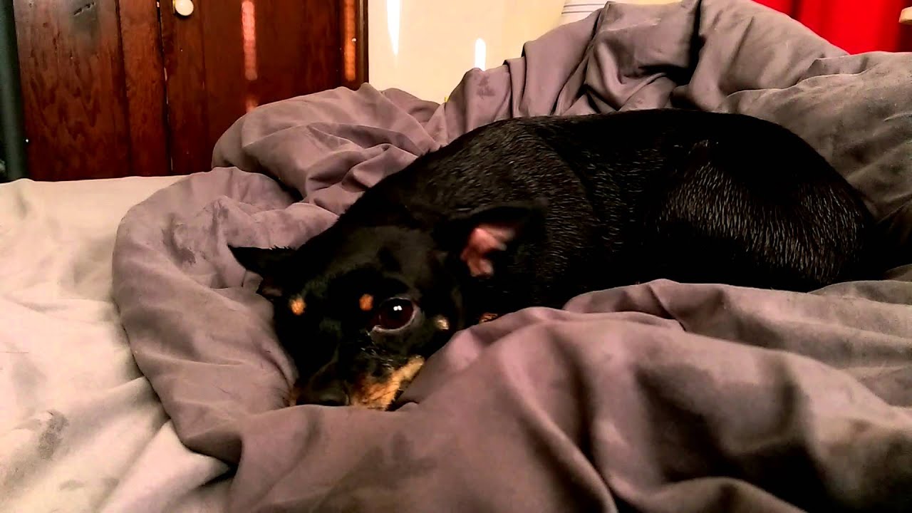 Akilah going nuts after a bath YouTube