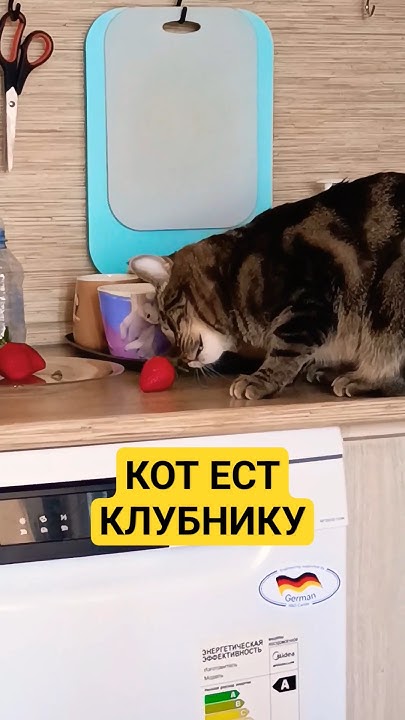 КОТ ЕСТ КЛУБНИКУ🍓🍓🍓 #рекомендации #стрим #кошка #учалы #еда #донат #кот ...