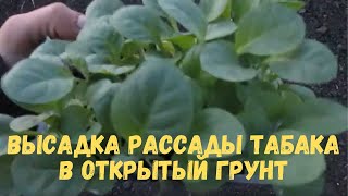 Высадка рассады табака в открытый грунт